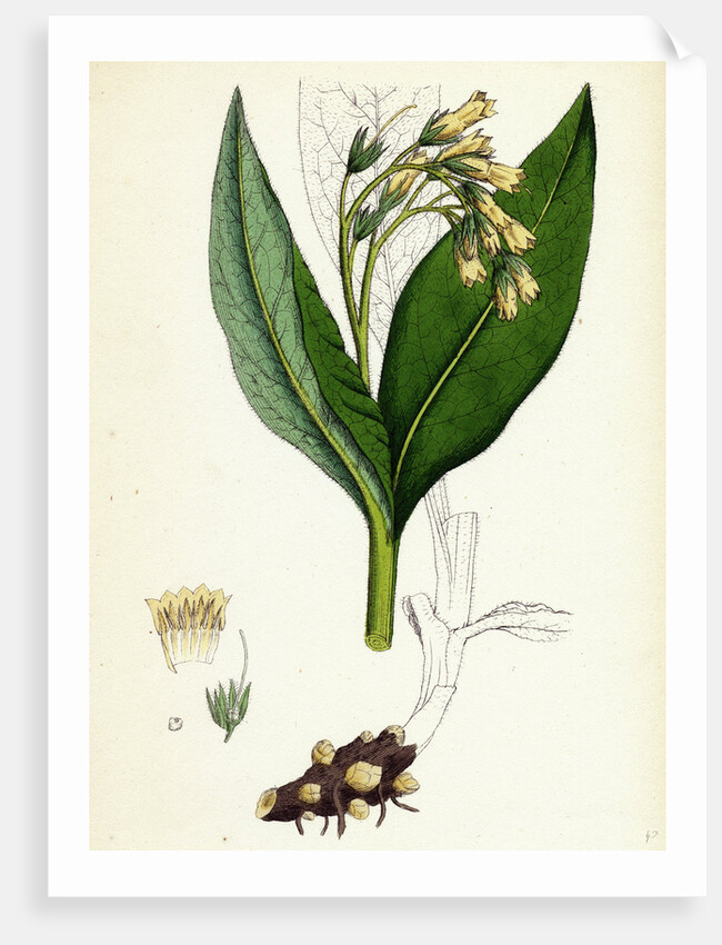 Symphytum Tuberosum Tuberous Comfrey by Anonymous