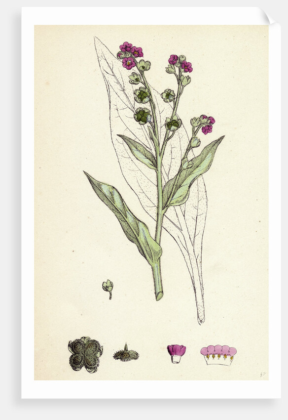 Cynoglossum Officinale Common Hound's-Tongue by Anonymous