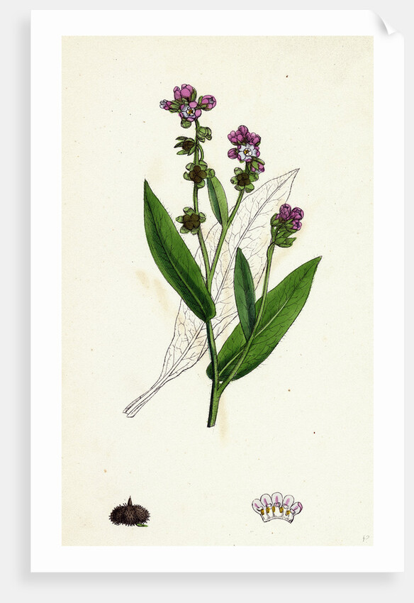 Cynoglossum Montanum Green-Leaved Hound's-Tongue by Anonymous