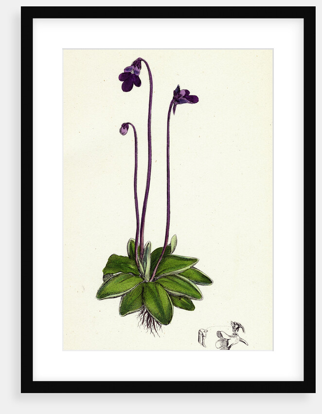 Pinguicula Vulgaris Common Butterwort by Anonymous