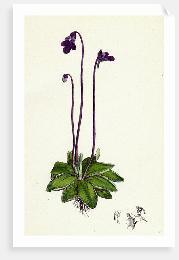 Pinguicula Vulgaris Common Butterwort by Anonymous