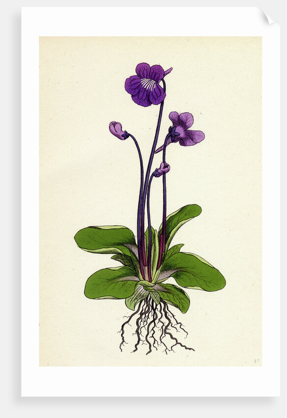 Pinguicula Grandiflora Large-Flowered Butterwort by Anonymous