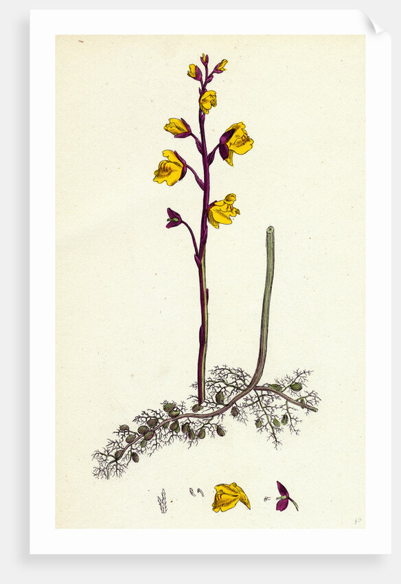 Utricularia Vulgaris Greater Bladderwort by Anonymous