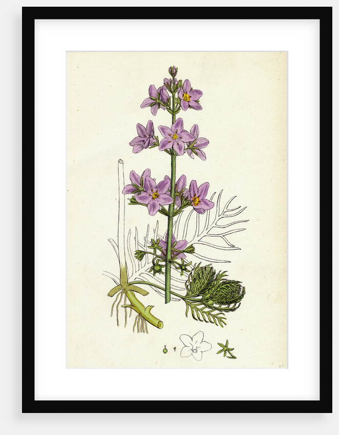 Hottonia Palustris Water-Violet by Anonymous