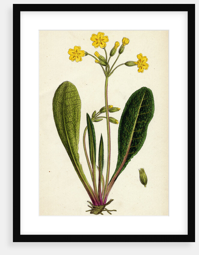 Primula Officinali-Vulgaris Common Oxlip by Anonymous
