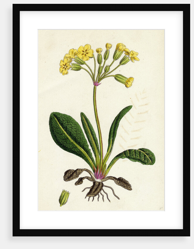 Primula Officinali-Vulgaris Cowslip Oxlip by Anonymous