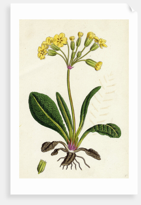 Primula Officinali-Vulgaris Cowslip Oxlip by Anonymous