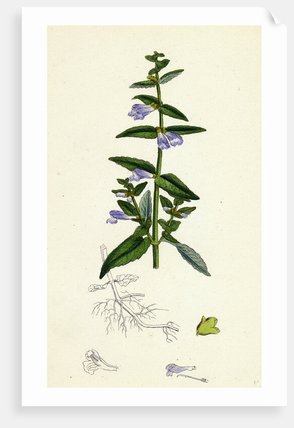 Scutellaria Galericulata Common Scull-Cap by Anonymous
