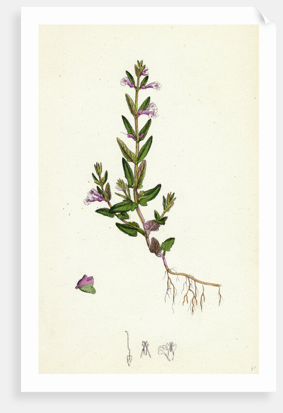 Scutellaria Minor Lesser Scull-Cap by Anonymous