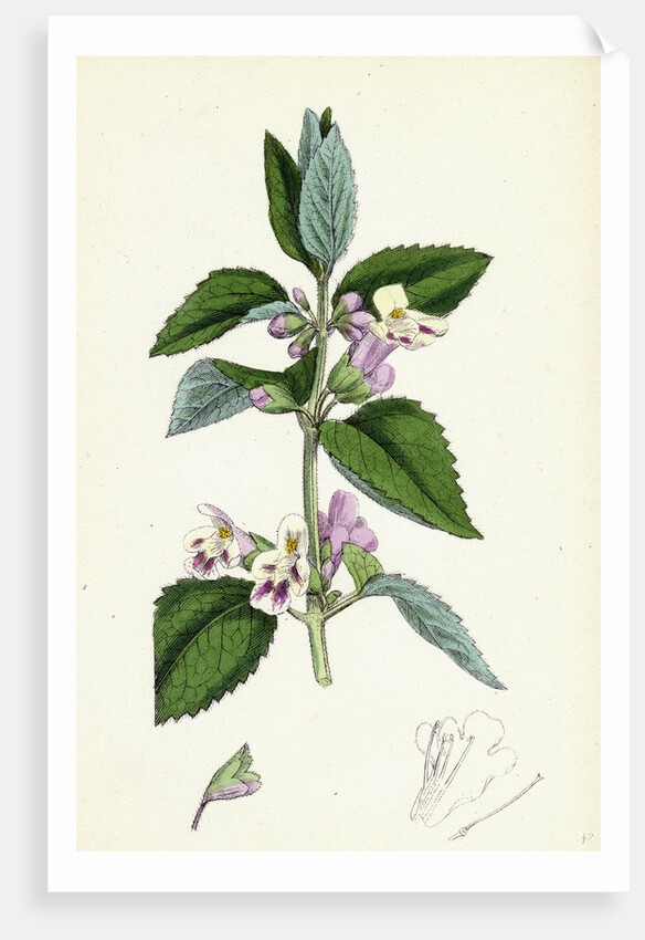 Melittis Melissophyllum Bastard Balm by Anonymous