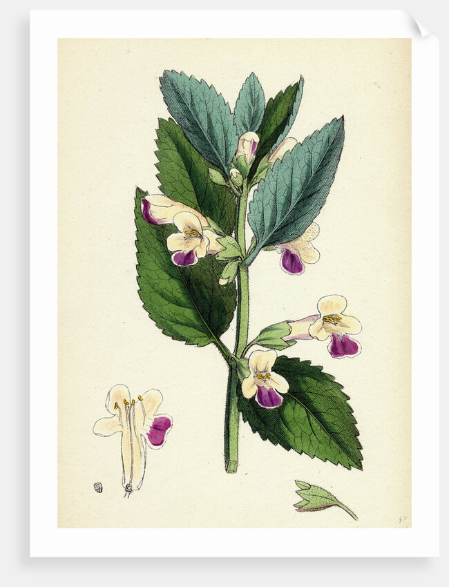 Melittis Melissophyllum (Grandiflora) Bastard Balm by Anonymous