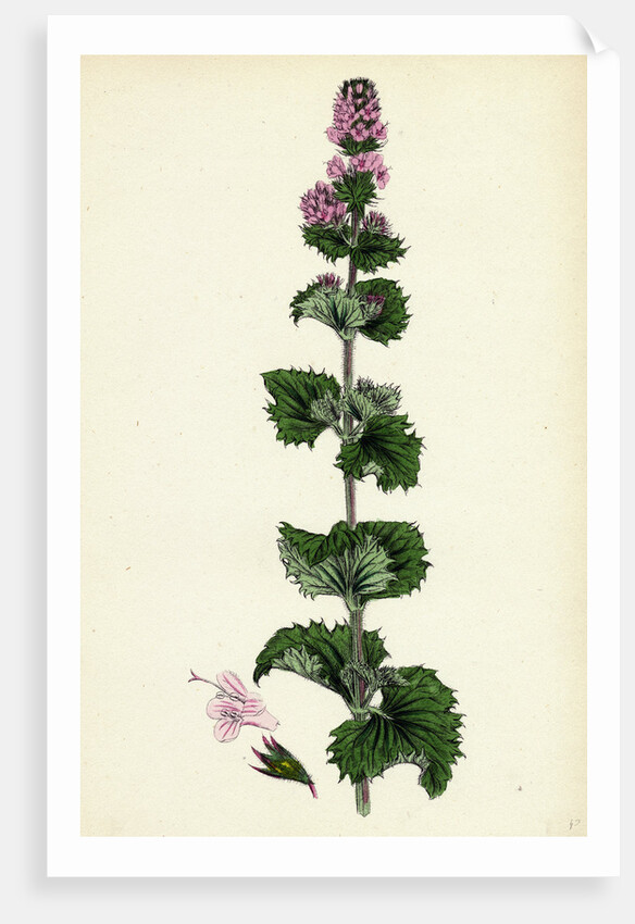 Mentha Crispa Curled Mint by Anonymous
