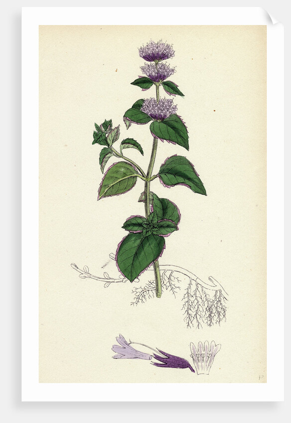 Mentha Citrata Bergamot Mint by Anonymous