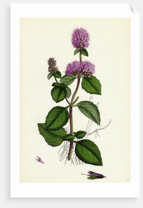 Mentha Hirsuta Hairy Water Mint by Anonymous