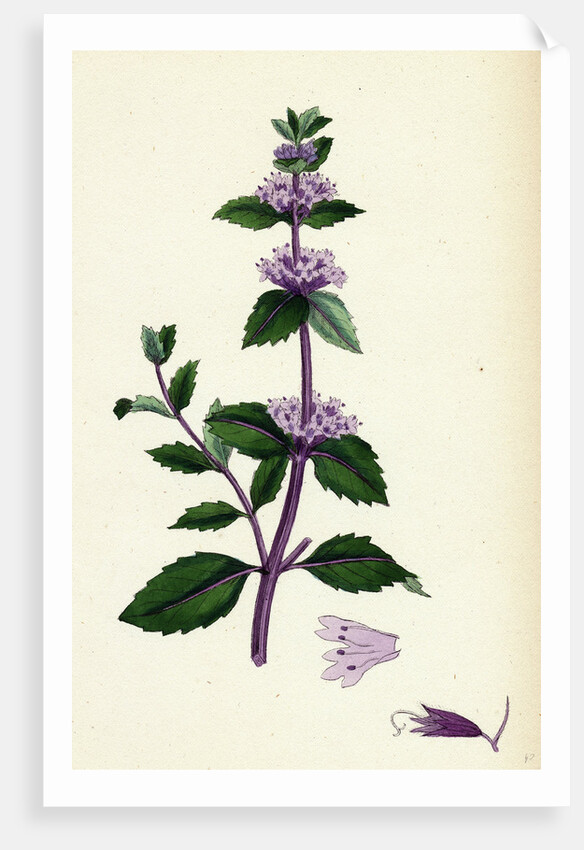 Mentha Rubra Tall Red Mint by Anonymous