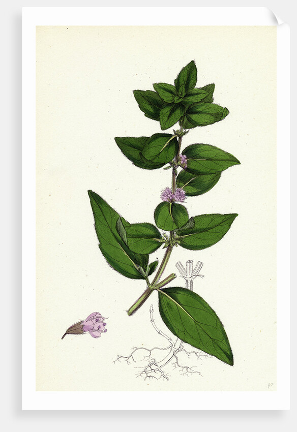 Mentha Gentilis Bushy Red Mint by Anonymous