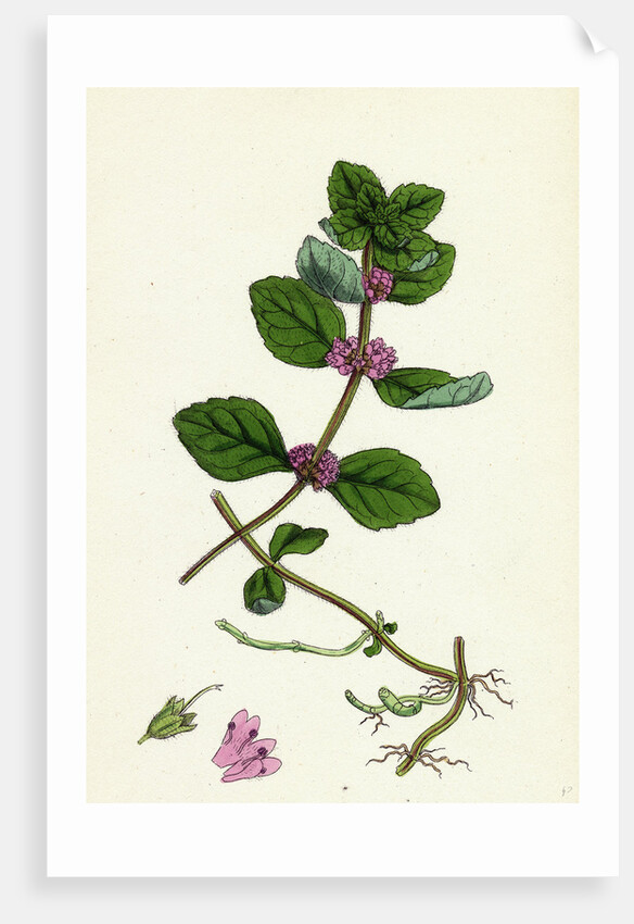 Mentha Arvensis Var. Genuina Corn Mint Var. A. by Anonymous