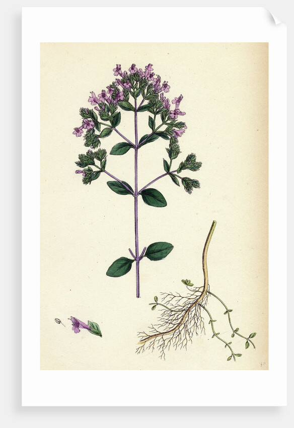 Origanum Vulgare Var. Genuinum Common Marjorum Var. A. by Anonymous
