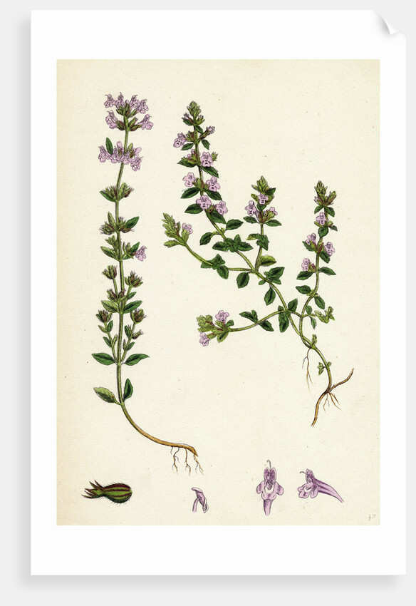 Calamintha Acinos Basil Thyme by Anonymous