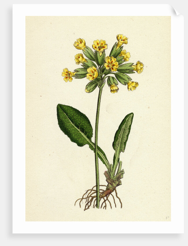 Primula Officinalis Cowslip by Anonymous