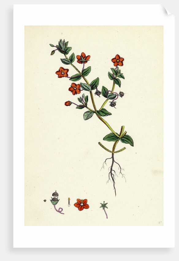 Anagallis Arvensis Var. Phoenicia Scarlet Pimpernel by Anonymous