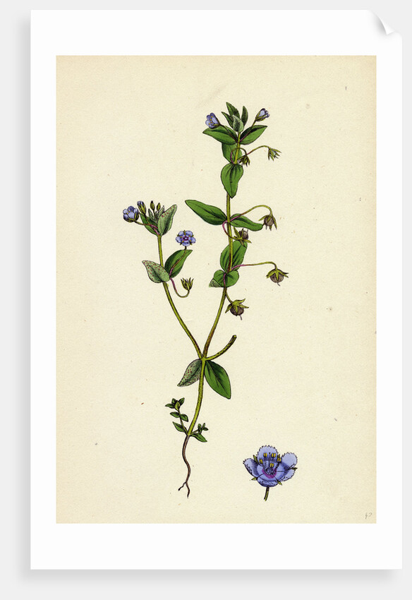 Anagallis Arvensis Var. Caerulea Blue Pimpernel by Anonymous