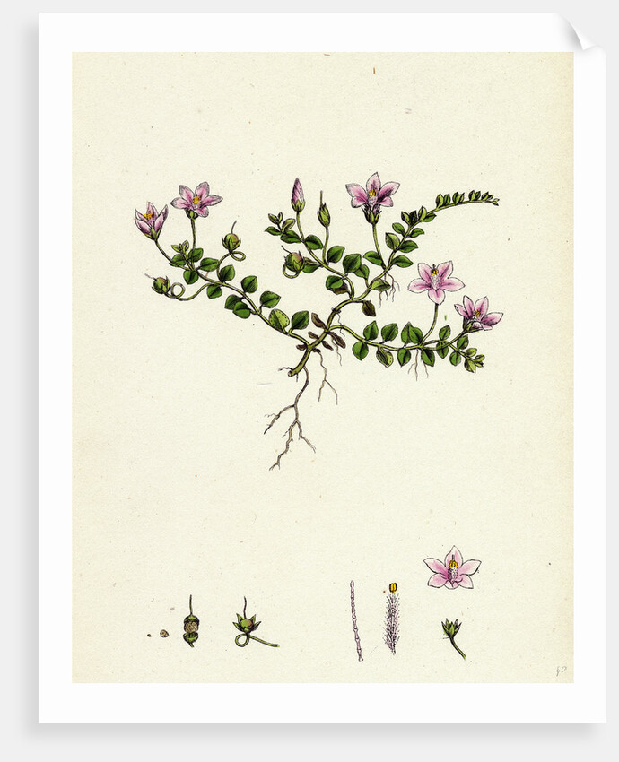 Anagallis Tenella Bog Pimpernel by Anonymous