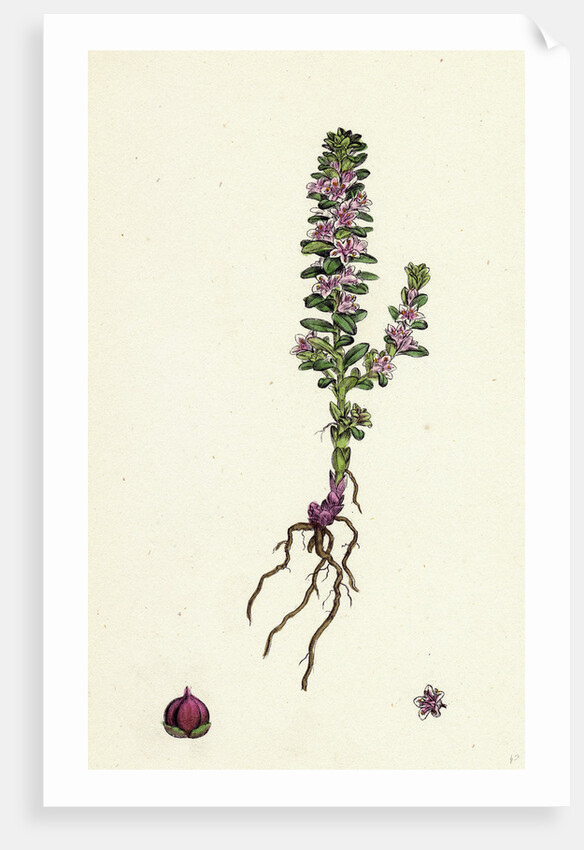 Glaux Maritima Black Saltwort by Anonymous