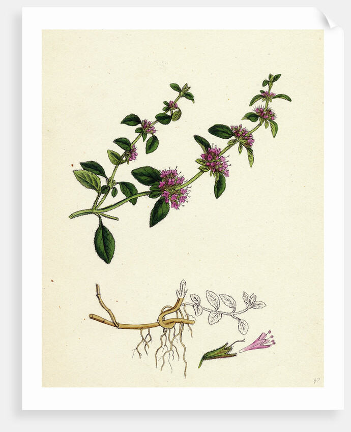 Mentha Pulegium Var. Decumbens Penny-Royal by Anonymous