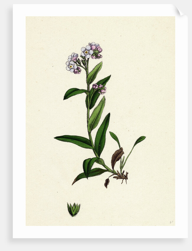 Myosotis Alpestris Alpine Forget-Me-Not by Anonymous