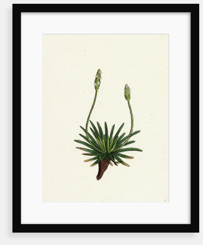 Plantago Maritima Var. Hirsuta Sea Plantain Var. Y. by Anonymous