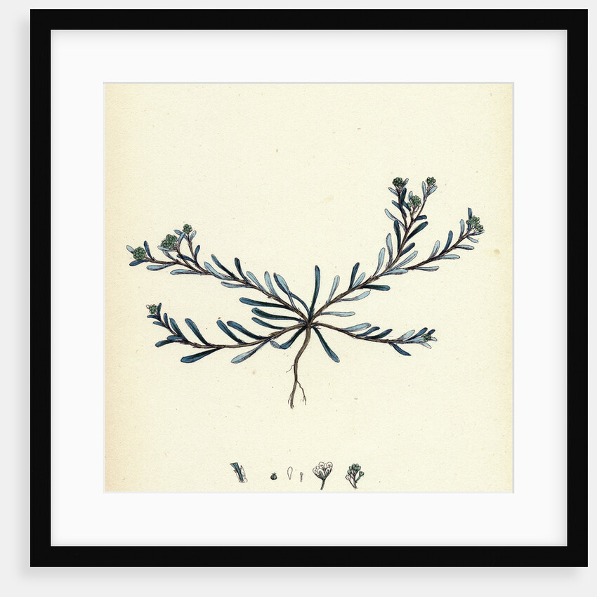 Corrigiola Littoralis Sand Strap-Wort by Anonymous