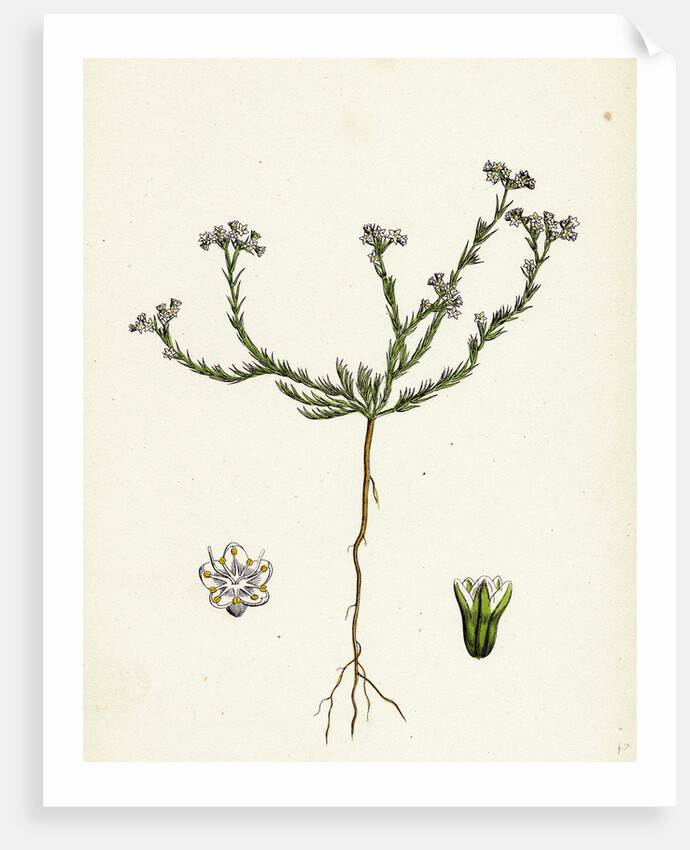 Scleranthus Perennis Perennial Knawel by Anonymous