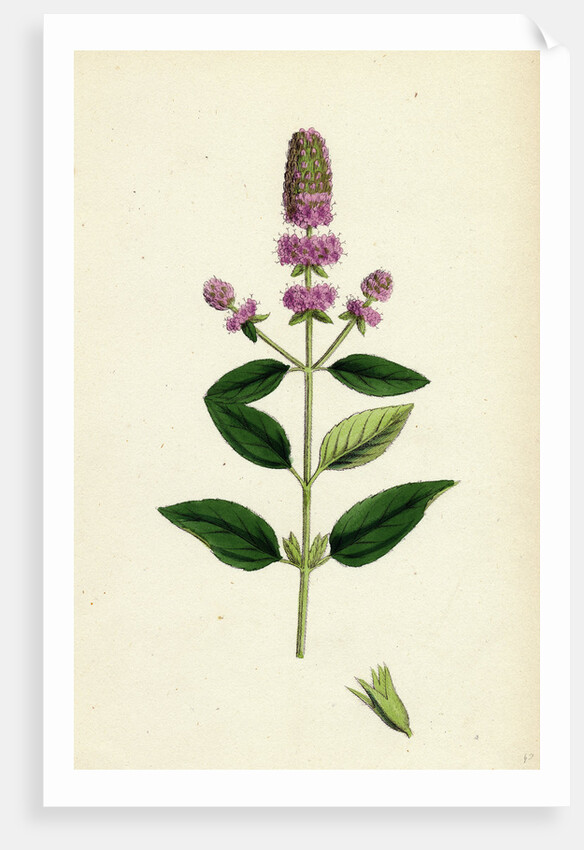 Mentha Pubescens Var. Hircina Blunt-Spiked Mint Var. B. by Anonymous