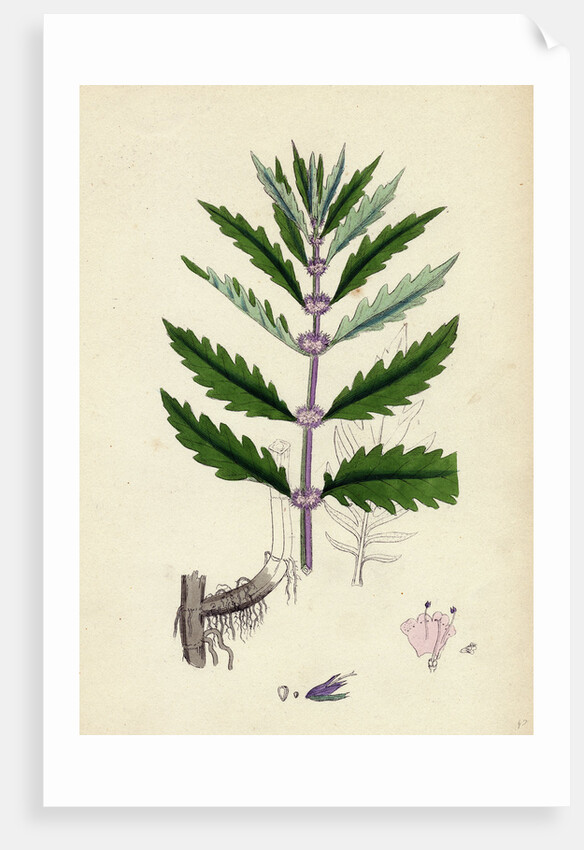 Lycopus Europaeus Water Horehound by Anonymous