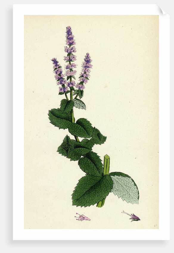 Mentha Rotundifolia Round-Leaved Mint by Anonymous