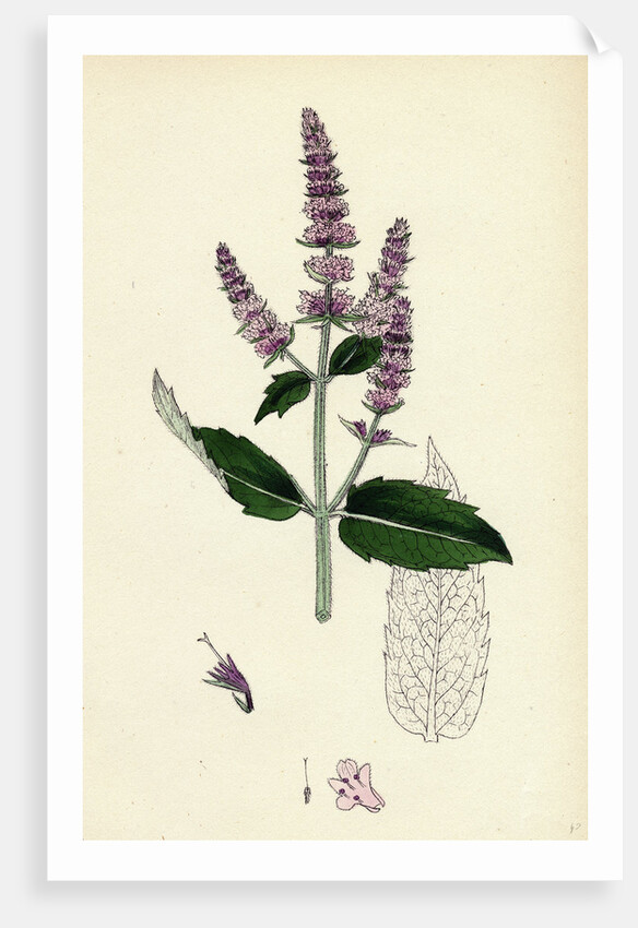 Mentha Sylvestris Common Horse-Mint by Anonymous