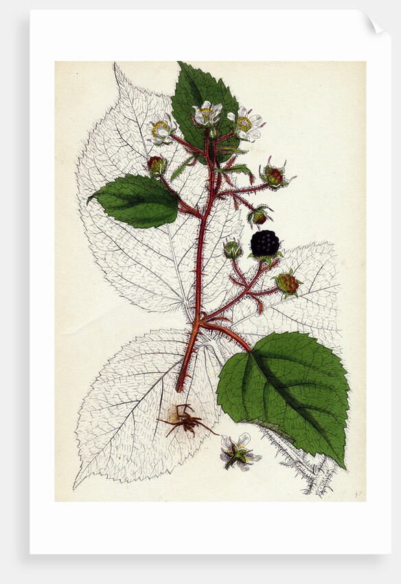 Rubus Glandulosus Glandular-Stemmed Bramble by Anonymous