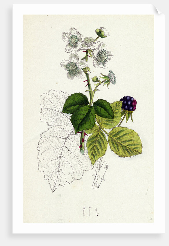 Rubus Corylifolius Hazel-Leaved Bramble by Anonymous
