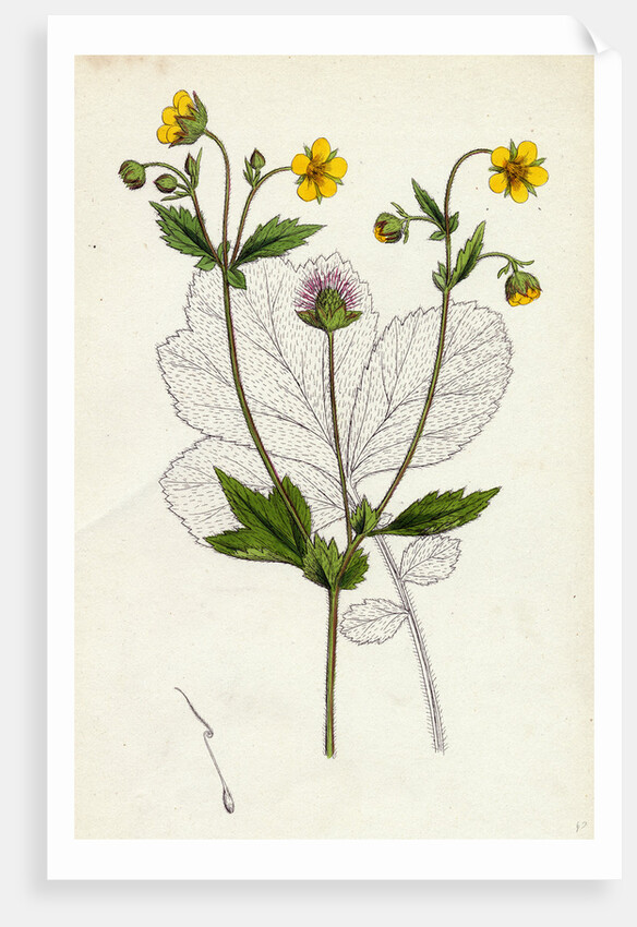 Geum Intermedium Intermediate Avens by Anonymous