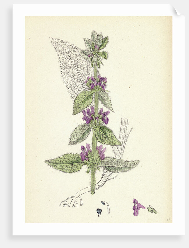 Stachys Germanica Downy Woundwort by Anonymous
