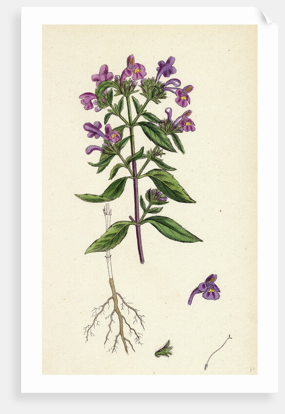 Galeopsis Angustifolia Narrow-Leaved Hemp-Nettle by Anonymous
