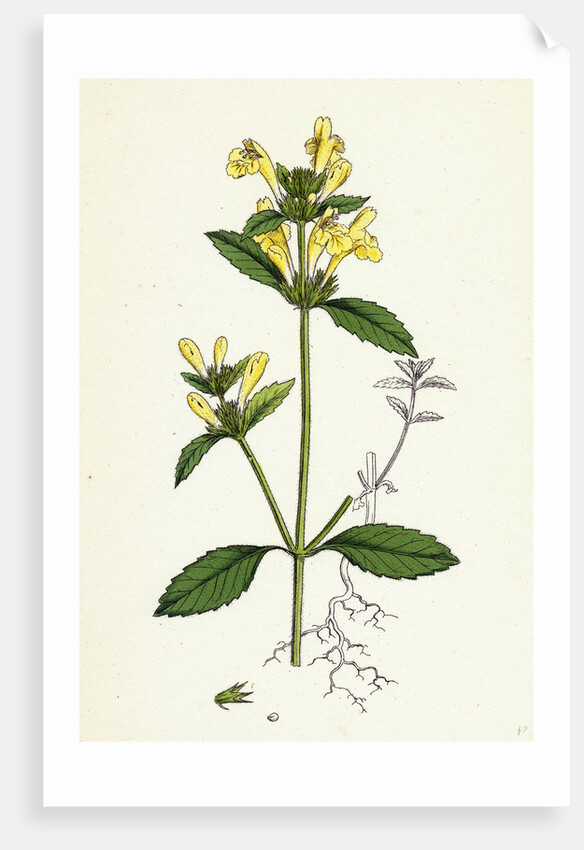 Galeopsis Ochroleuca Downy Hemp-Nettle by Anonymous