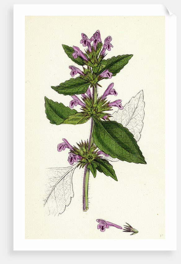 Galeopsis Eu-Tetrahit Var. Genuina Common Hemp-Nettle Var. A. by Anonymous
