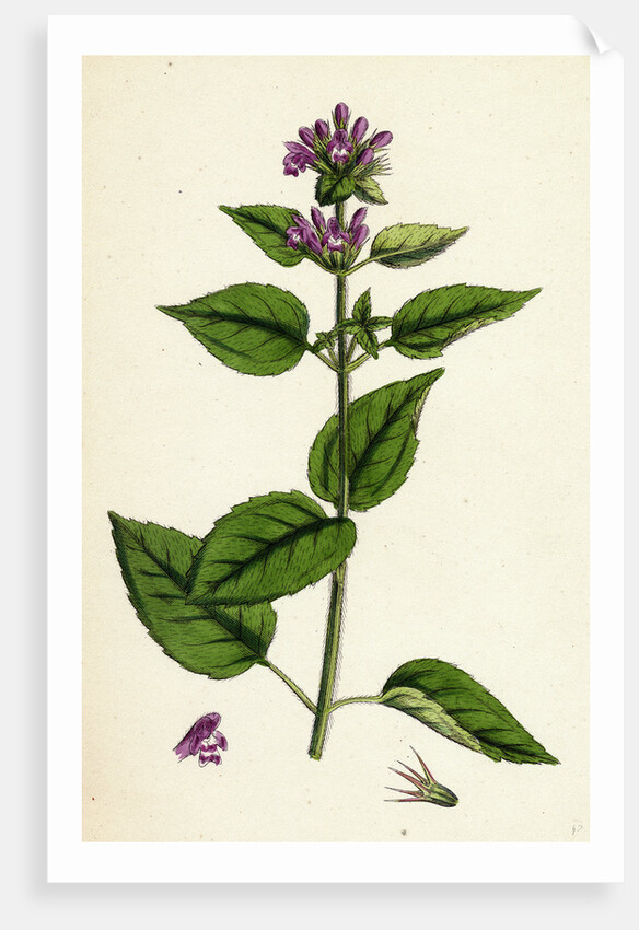 Galeopsis Eu-Tetrahit Var. Bifida Common Hemp-Nettle Var. B. by Anonymous