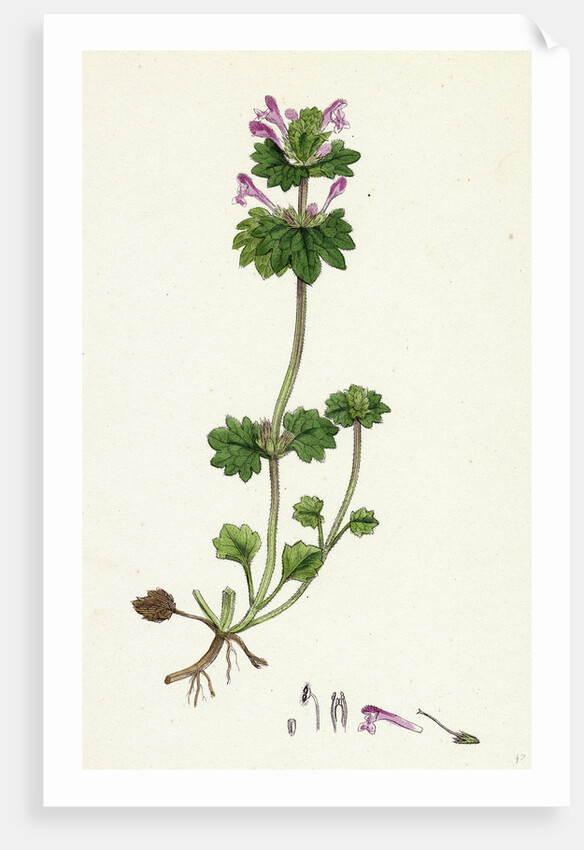 Lamium Amplexicaule Henbit Dead-Nettle by Anonymous