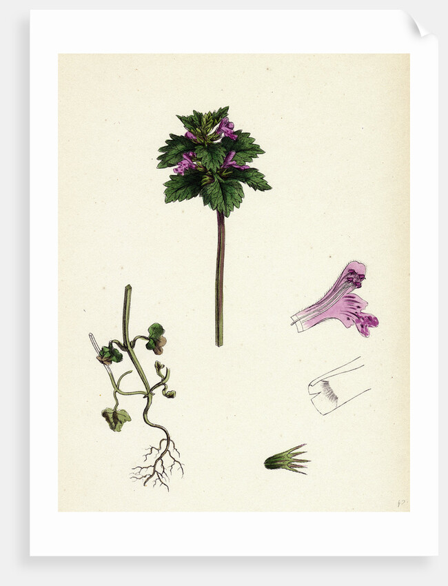 Lamium Incisum Cut-Leaved Dead-Nettle by Anonymous