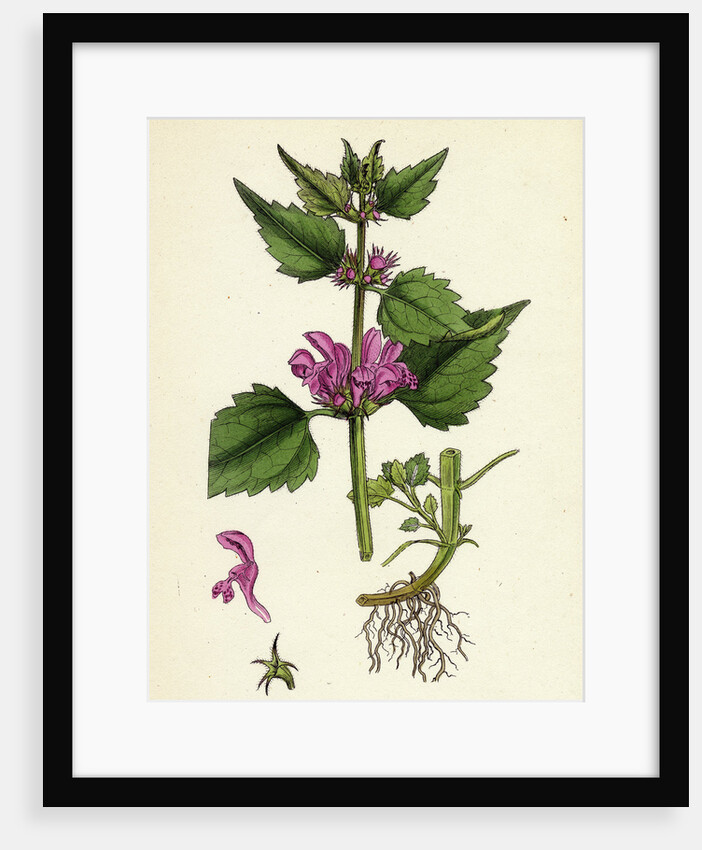Lamium Maculatum Spotted Dead-Nettle by Anonymous