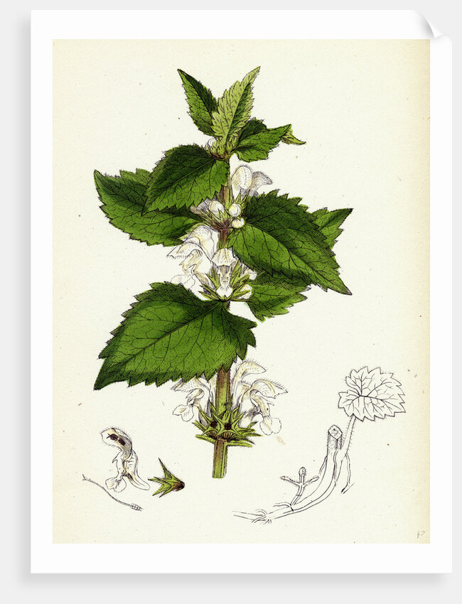 Lamium Album White Dead-Nettle by Anonymous