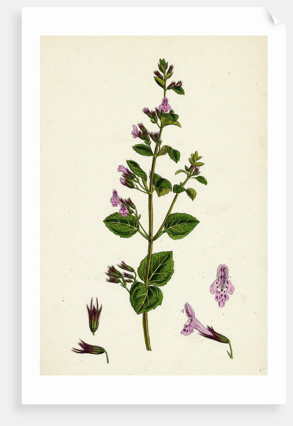 Calamintha Menthifolia Var. Briggsii Common Calamint Var. B. by Anonymous